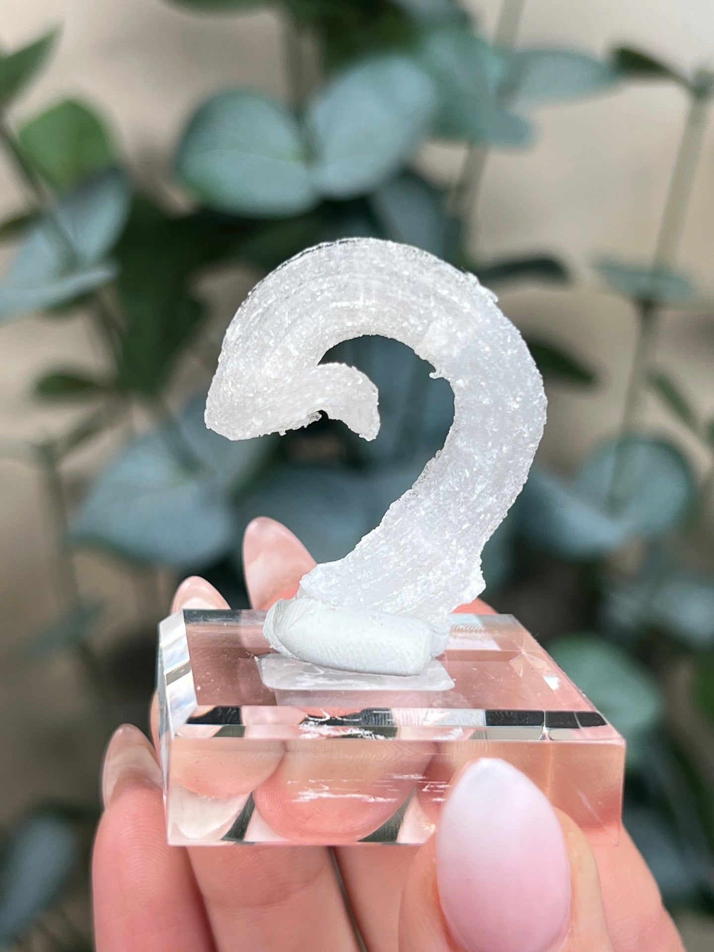 Horn Selenite (22EI)